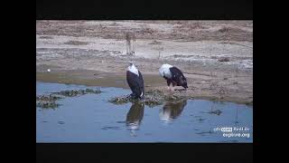 Gorgeous African Fish Eagle Pair Kamfers Dam South Africa 12022023 exploreorg [upl. by Suriaj]