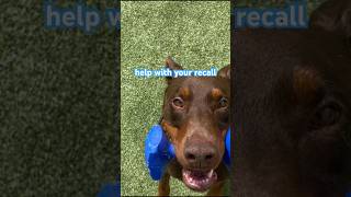 All 3 levels of Recall with your dog dogtraining dogtrainingtips recall [upl. by Aseeram]