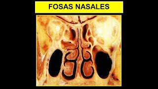 ANATOMÍA ES FÁCIL  FOSAS NASALES EN 5 MINUTOS [upl. by Gelb]