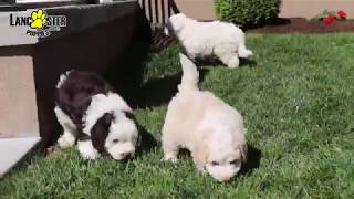 Mini Sheepadoodle Puppies [upl. by Kiele]