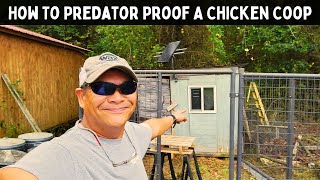 How To Keep Your Chickens Safe From Predators [upl. by Belter]