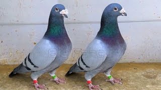 quotRacing Homer Pigeon Breeding Full Documentary on Original Bloodline Breeding amp loft information [upl. by Anelak]