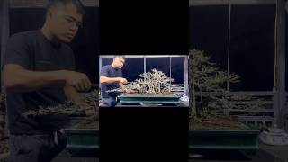 Sanh lá móng dáng làng cực phẩm 🌲💥 021bonsai bonsaitree art shortvideo short [upl. by Borman]