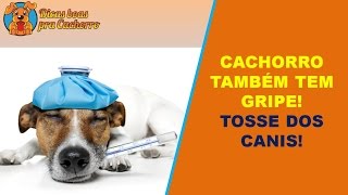 CACHORRO também tem GRIPE Tosse dos canis [upl. by Ponton]