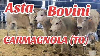 ASTA BOVINI CARMAGNOLA TO piemonte [upl. by Darrill681]