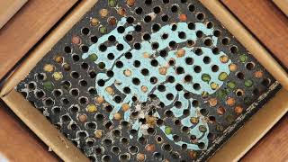 Busy Leafcutter Bees Working in a Backyard Pollinator [upl. by Nuawaj]