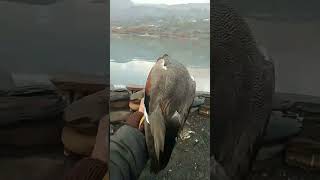 Gadwall shorts viralvideo youtubeshorts waterfowl foryou fyp share like subscribe [upl. by Euqor765]