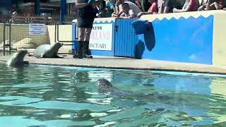 Natureland Seal Sanctuary Skegness 29072024 [upl. by Adnarahs234]