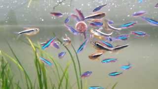 most beautiful fish the neon tetra  feeding a school of 53 individuals [upl. by Gadmon980]