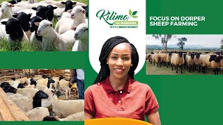 Focus On Dorper Sheep Farming  Kilimo na Biashara [upl. by Jemena388]