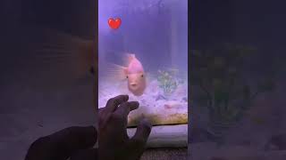 Fish tank parrot fish ❤youtube sorts fish tank parrots flsh [upl. by Volpe]