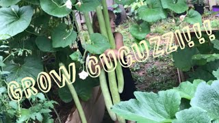 Crazy for CUCUZZI Aka CucuzzaThis DELICIOUS Italian gourd grew from mini to MASSIVE in 19 DAYS [upl. by Sabu]