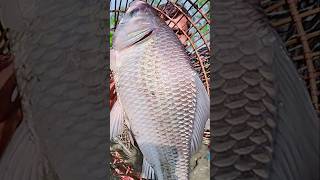 Asian Country Fishing shorts  Amazing Rural Fishing Video 🐟 Best Asian Fishing Technique shorts [upl. by Yud]