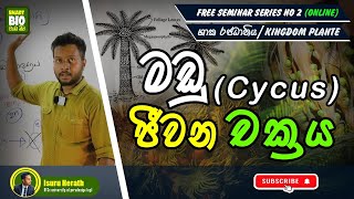 Cycus ජීවන චක්‍රය  Kingdom Plante isuruherathbiology [upl. by Inhsor]