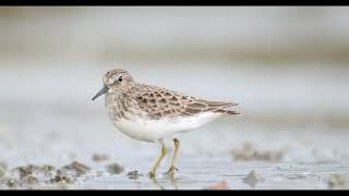 Least Sandpiper [upl. by Yaja]