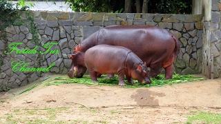 Hippo Baby with mother Hippopotamus  Feeding Hippos at the ZOO [upl. by Anehsat]