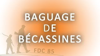 Baguage de bécassines [upl. by Kruger]