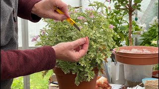 Taking Cuttings of Regal and Scented Pelargoniums [upl. by Callida]