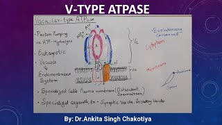 V type ATPase [upl. by Richela]