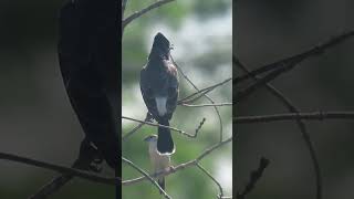 DrongoRed vented bulbul Indian silverbill [upl. by Mickey]