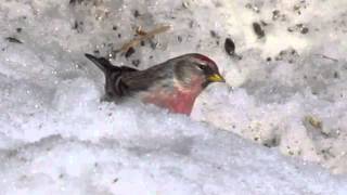 Common Redpoll in the snow [upl. by Aivartal443]