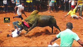 Jallikattu 2024  ஜல்லிக்கட்டில் காளைகளின் கொலைவெறி ஆட்டம் [upl. by Ardnatal240]