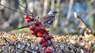 Fieldfare [upl. by Panthea271]