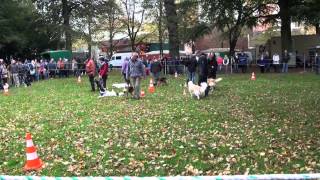 Beestmarkt Vieh und Jahrmarkt Norden 2012 HD [upl. by Ahsinel254]