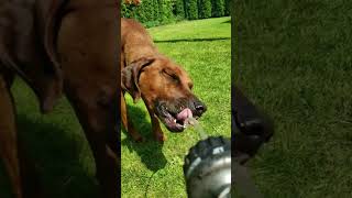 When Rhodesian Ridgebacks attack lol ridgeback rhodesianridgeback fighting fun lol [upl. by Ardenia]