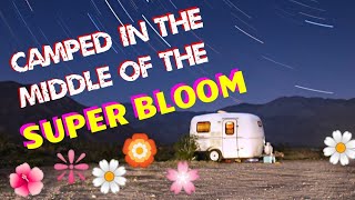 Camped in the Super Bloom AnzaBorrego Desert State Park [upl. by Mitchel]