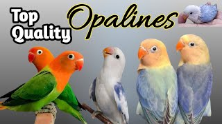 How to produce top quality Opalines  Quality Opalines love4birds [upl. by Nofpets]