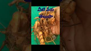 వీటి పేరు తెలుసా 🤔🥰 కామెంట్ చెయ్యండి trending viralvideos letest viral short videos subscribe🥰 [upl. by Othelia]