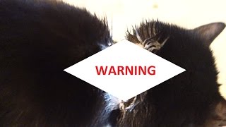 FLEA COLLAR BURNED MY CAT WARNING [upl. by Chiquia]