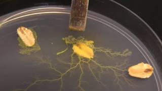 Physarum polycephalum Subculturing on clean agar [upl. by Nylirret]