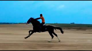 Horse Running in 80 KMPH Hassan Airport horselover [upl. by Irita]