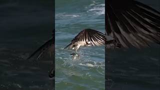 Tiger Fish Jumps Out of Water and Catches Flying Birds [upl. by Enwahs439]