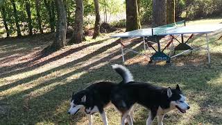 Nouage chien Husky accrochage accouplement de chien Husky dog mating [upl. by Tacy378]