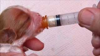 Using a Syringe to Feed a Newborn Puppy [upl. by Gordy6]