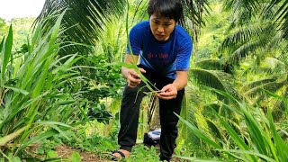 Paano paramihin ang Mulato Ⅱ Grass  Paano magtanim ng Mulato Ⅱ Grass  Best Grass for grazing [upl. by Hey]