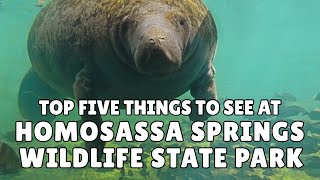 Homosassa Springs State Park  Top 5 things to see at this unique Florida attraction [upl. by Aissirac]