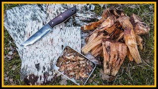 Zunder sammeln  Kienspan Harz und Birkenrinde  Outdoor Bushcraft Deutschland [upl. by Edlyn]