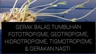 cikgooTUBE GERAK BALAS TUMBUHAN TROPISME amp GERAKAN NASTI [upl. by Naleag]