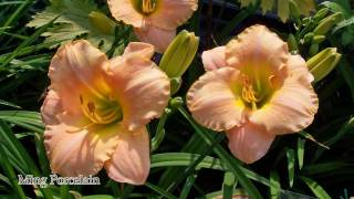 Taglilien  Hemerocallis HD [upl. by Ecerehs557]