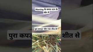 Morning के समय धान के खेत घूमने निकला morning dhaan shorts song trending kisan kheti vlog [upl. by Gnivri]