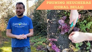 Pruning Heucheras Coral Bells in Early Spring [upl. by Perron212]