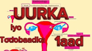 Embryology 1 Fertilization Cleavage Implantation  UURKA iyo todobaadka 1aad [upl. by Alliuqa]