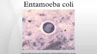 Entamoeba coli [upl. by Oninotna]