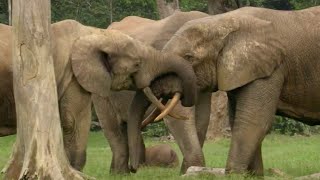 The Bull Elephant Playground  Natural World Forest Elephants  BBC Earth [upl. by Ardnasirk]