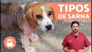 Tipos de SARNA EN PERROS [upl. by Anav555]