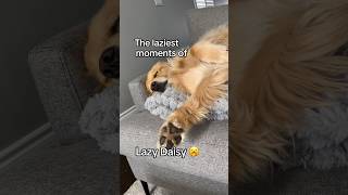 My dog’s laziest moments 🥱 dogs goldenretriever puppy dogshorts puppies [upl. by Behlau426]